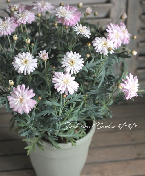 マーガレット商品です マーガレット：2色寄せ5号スクエア鉢植え（花色おまかせ） の通販