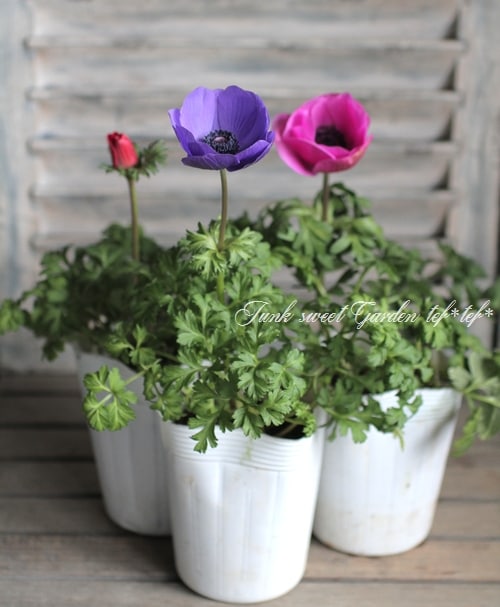 アネモネ・ポルト アネモネ：ポルト ブルー3.5号ポット3株セット の通販 | 園芸ネット