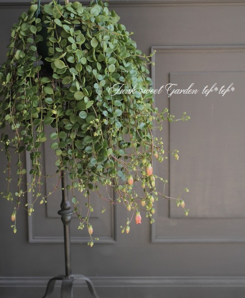 カランコエ ユニフローラ Qween社 フィフィ Flower Species カランコエ Junk Sweet Garden Tef Tef