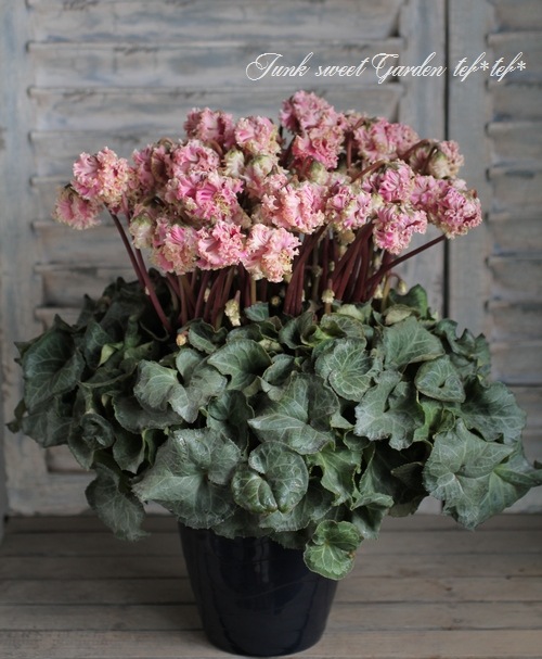 贈り物にも＾＾シックな花色 シクラメン 『カンパーナ・シュシュ