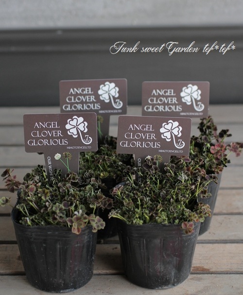 �ߤ�ȱ�ݥ��󥸥��륯�����С����إ����ꥢ����