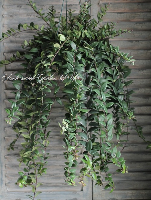 <i>Aeschynanthus </i><BR><BR>��ȥ��åȤ�tef*tef*Green�����ǥ��͡���<BR>�إ������ʥ󥵥��ߥ֥ꥭ��