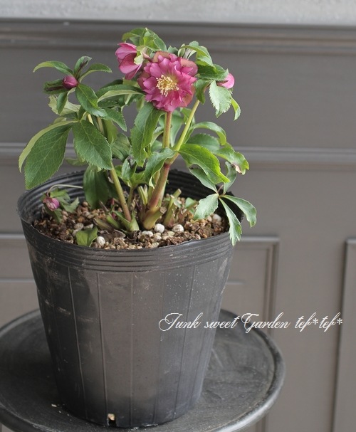 クリスマスローズ・開花株！『ダブル咲き』 特大7号鉢 2017No.2