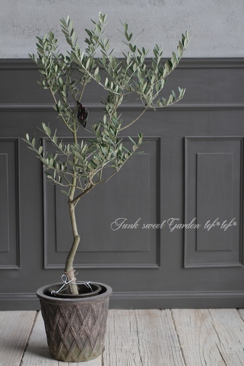 厳選樹形 オリーブの木 マンザニロ souju 2 観葉植物 8号