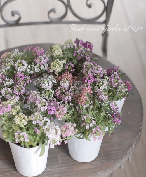 k.flower/mina様♡【ドライフラワー】アリッサム （ 687 レジン） k