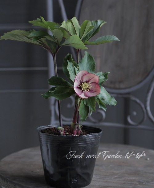 クリスマスローズ mumu　 ソレイユ交配セット＋ブラック交配セット クリスマスローズ mumu ソレイユ交配セット＋ブラック交配セット 楽天