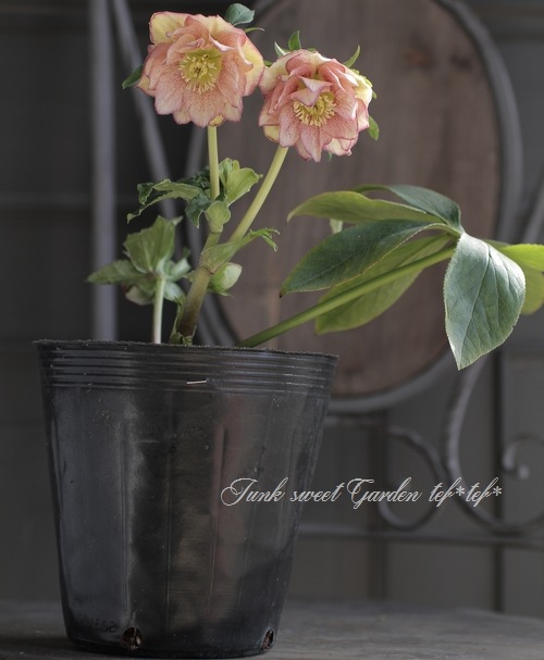 クリスマスローズ 富山県・松浦園芸 『ダブル No.D』 | すべての商品