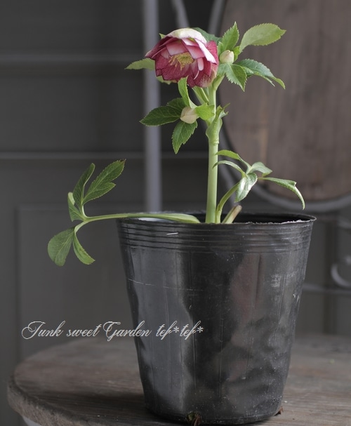 クリスマスローズ 富山県 松浦園芸 ミルフィーユ No I すべての商品 Junk Sweet Garden Tef Tef