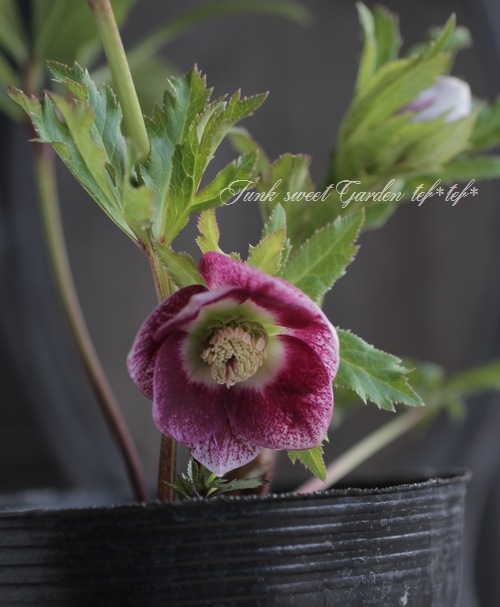 クリスマスローズ 富山県・松浦園芸 『いちごみるく No.L』 | すべての