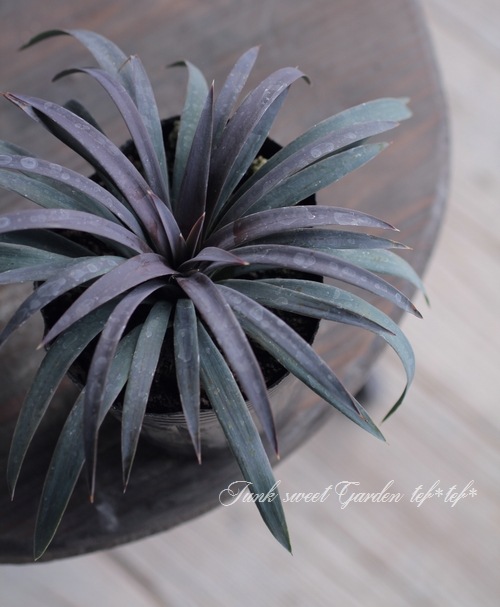 特大　ユッカ デスメティアーナ ユッカ 『デスメティアーナ』 No.3 | すべての商品 | | Junk