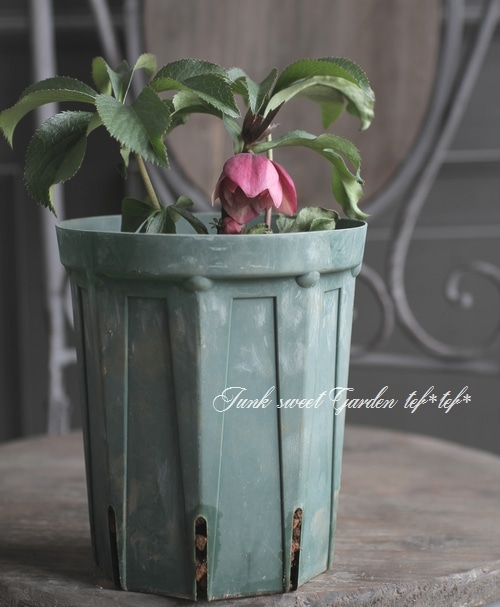 ナーセリー夢花人 クリスマスローズ 『アップル』 Fairies Dreams M-1