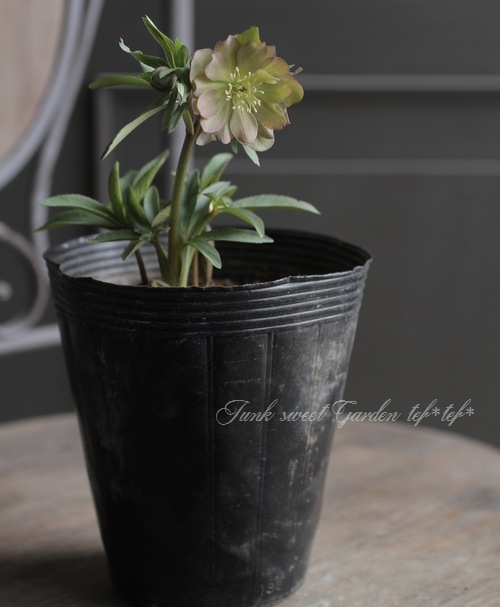 ���ꥹ�ޥ�������������¿���������񵸹���١�2017��no.18�����֥�