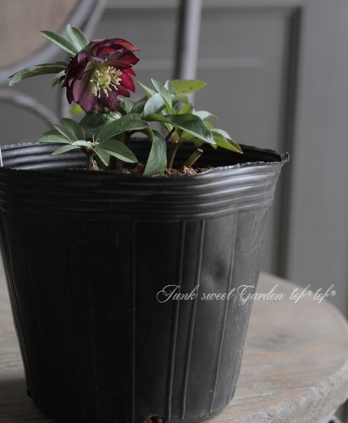 ナーセリー夢花人 クリスマスローズ 『グレープバイカラーダブル』 M-8