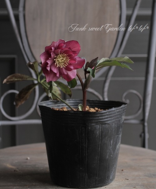 ナーセリー夢花人 クリスマスローズ 『アップルダブル』 M-15 | すべて