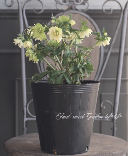 クリスマスローズ・開花株！『ダブル咲き』 特大7号鉢 2017No.は