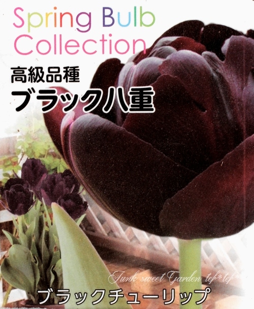 黒チューリップ 『ブラック八重』 芽出し球根 | すべての商品 | | Junk