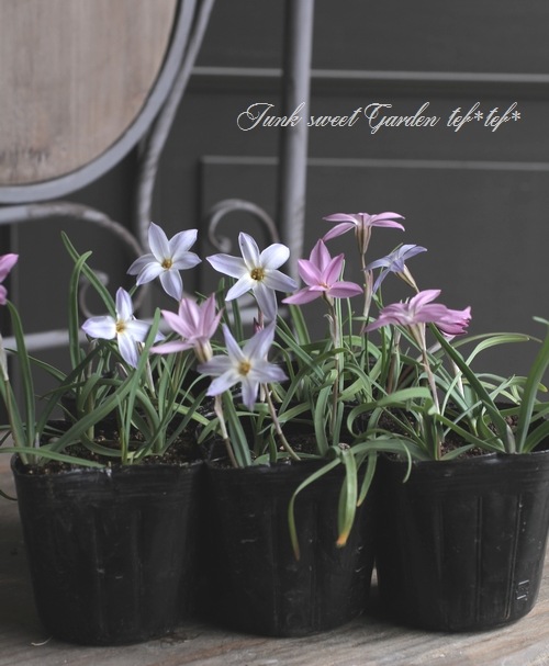 ハナニラ イエイオン ピンク ブルーmix植え すべての商品 Junk Sweet Garden Tef Tef