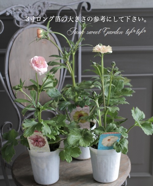 ラナンキュラス ラックスシリーズ ロティス すべての商品 Junk Sweet Garden Tef Tef