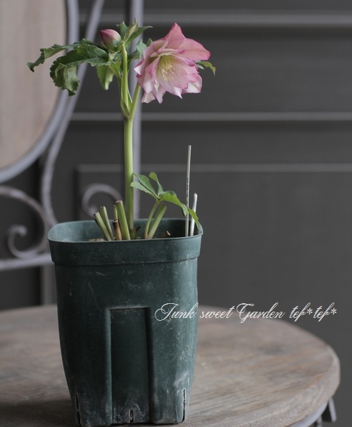 クリスマスローズ・開花株！『ダブル咲き』 No.28473 | すべての商品