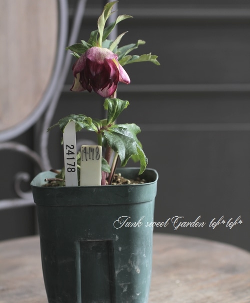 クリスマスローズ・開花株！『ダブル咲き』 No.24178 | すべての商品