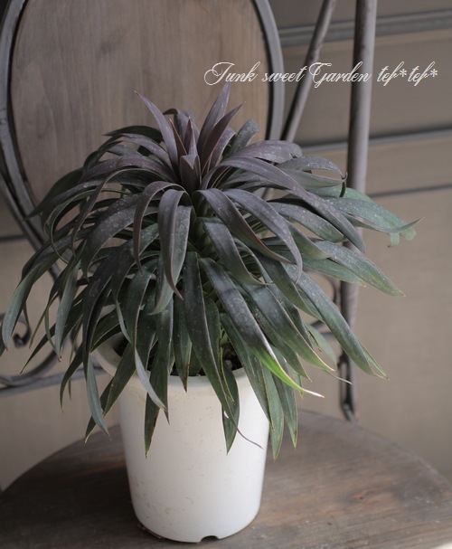 ��å����إǥ���ƥ������ʡ١�No.A