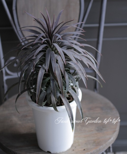 ユッカ☆デスメティアナ☆極上美株☆美型☆ドライガーデン即戦力☆抜き苗 ユッカ☆デスメティアナ☆極上美株☆美型☆ドライガーデン即戦力☆抜き