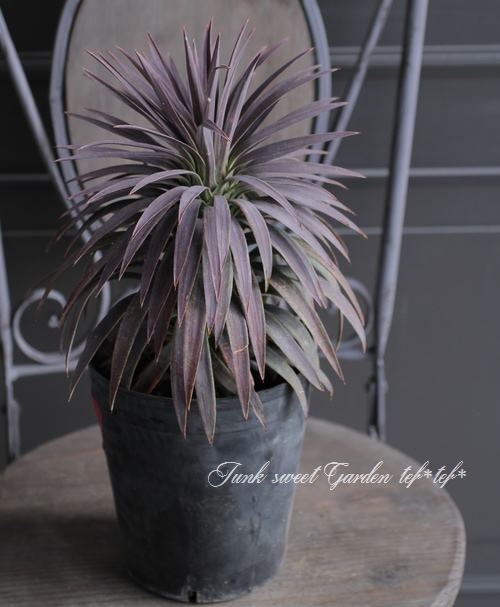 ユッカ 『デスメティアーナ』 No.B | すべての商品 | | Junk sweet