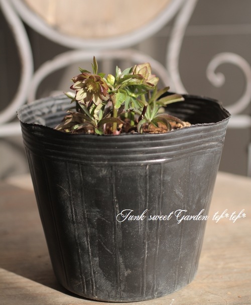 ナーセリー夢花人 クリスマスローズ 『ddグリーン・バイカラー極小輪