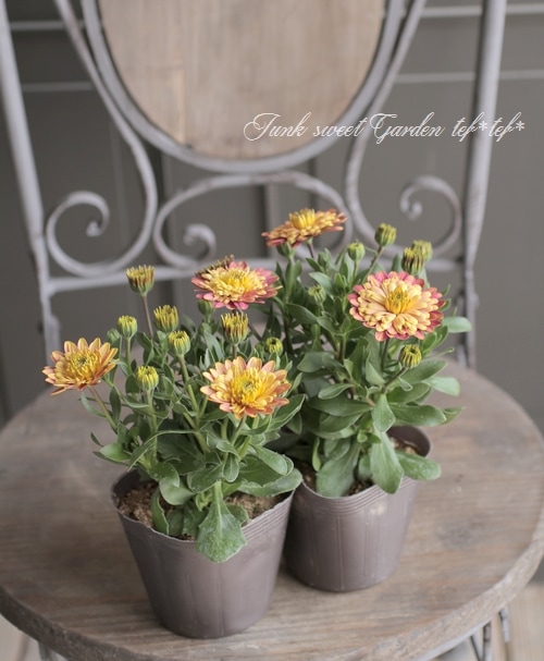 オステオスペルマム・八重咲きダブルファン 『コーラル』 | すべての