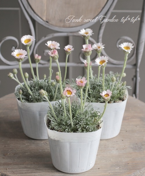 ローダンセマム スワン Flower Species ローダンセマム Junk Sweet Garden Tef Tef