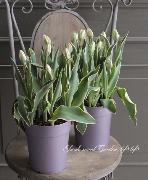 冷蔵チューリップ・約7球植え 大人色！八重咲き 『斑入りトップ