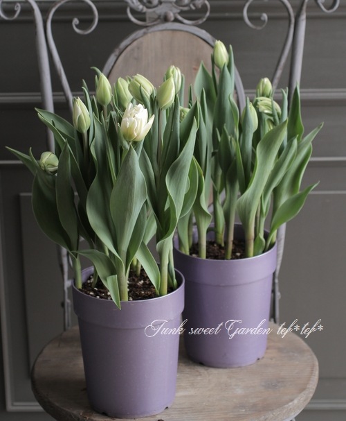 □冷蔵チューリップ 大人色！八重咲き 『フォックストロット』 約7球