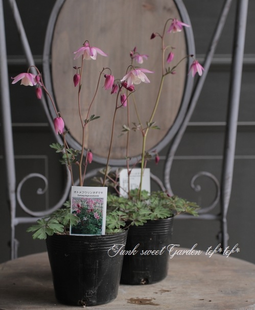 風鈴オダマキ 『乙女風鈴』 濃いめ蕾 | すべての商品 | | Junk sweet