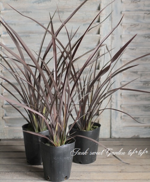 �˥塼������󡡡إ��祳�졼�ȥ��å�����