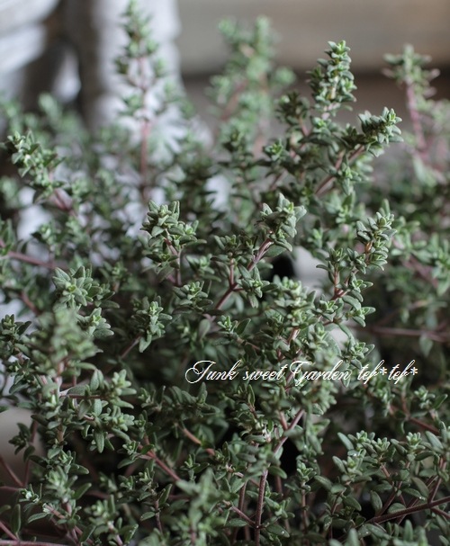 <i>Thymus.</i><BR><BR>���ä�����դäѢ�<BR>�إ���󥸥Х륵�ॿ�����
