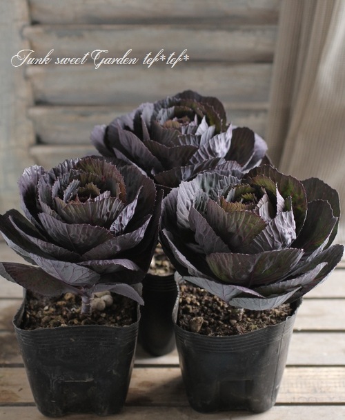 å׺餭ղð֥å륷󡡡إ٥륵