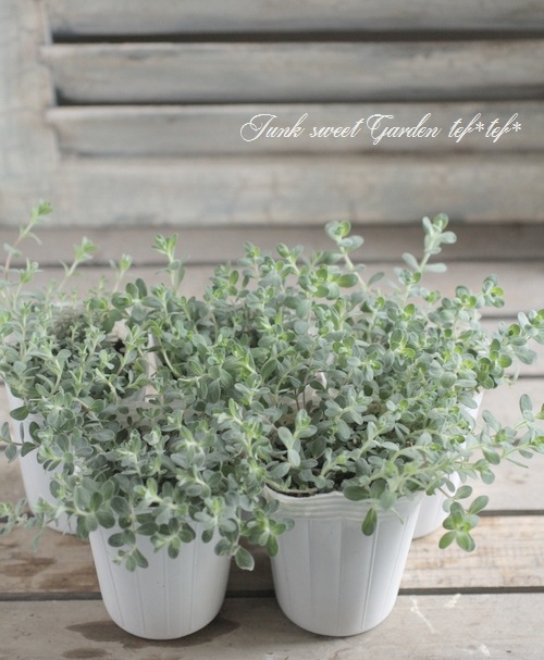 �ҥڥꥫ�ࡡ�إ���С��ʡ�