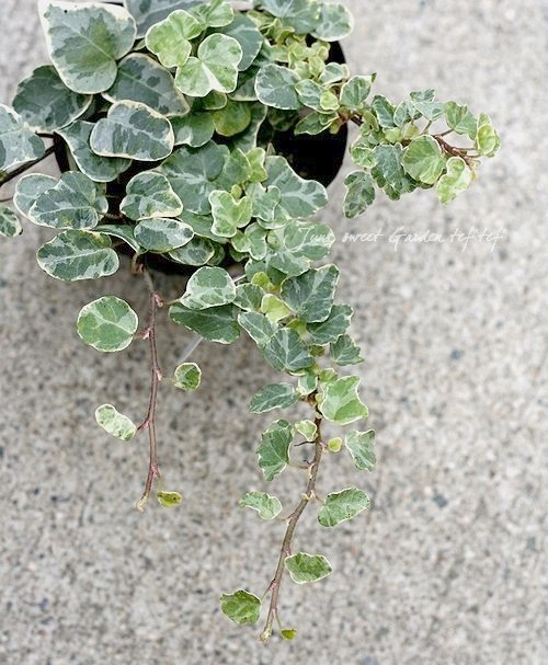 �إǥ顡�إ�ȥ�ץ���ʡ�