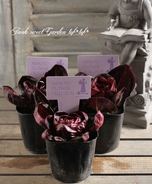 <i>Cichorium intybus</i><BR><BR>�����ȥ٥����֥�<BR>�ߤ�ȱ�ݤ���Ρإ������