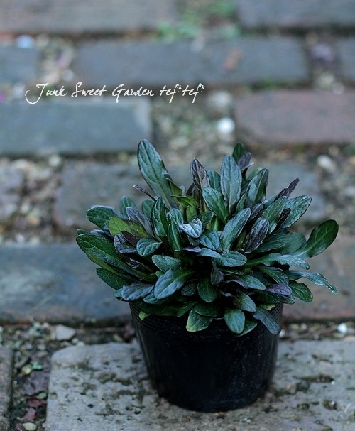 �����奬���إ��祳�졼�ȥ��åס�