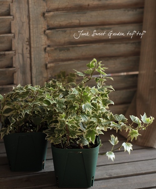 �إǥ顡�إߥ˥ޥ���ɡ١��������व��