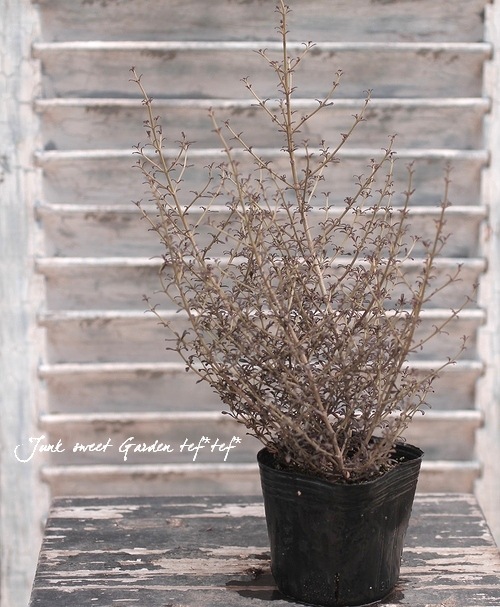 ���ץ����ޡإ��祳�졼�ȥ��른�㡼��