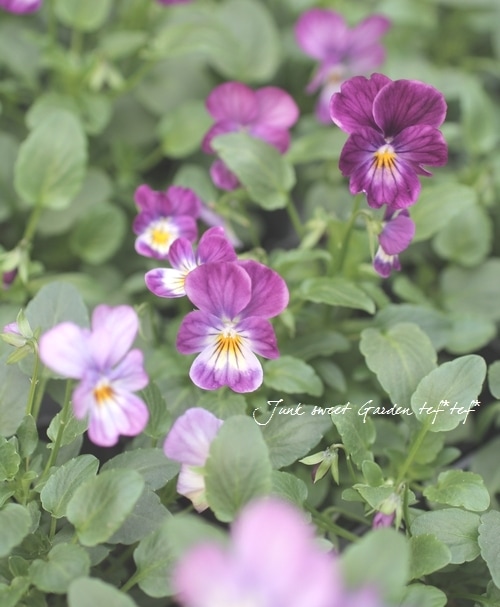 i>Viola×wittrockiana </i><BR><BR>ビオラ ビビシリーズ<BR