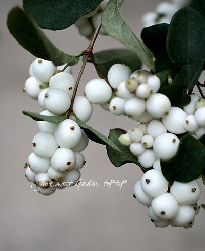 <i>Synphordarpos albus</i><BR><BR>���פǰ�ưפ���<BR>�إ���ե��ꡦ����ݥ���<BR>���