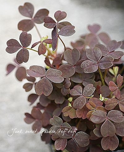 �֥å��奪�����ꥹ���إ��åѡ��ȡ����