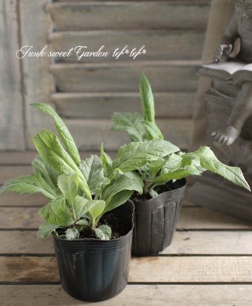 ���̤����� �����Υץ��إ������ե����ȡ� ������������