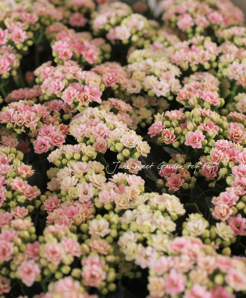 カランコエ ピンク蕾付き カランコエ | 株式会社ハクサン｜花や植物、園芸資材を取扱う花卉園芸