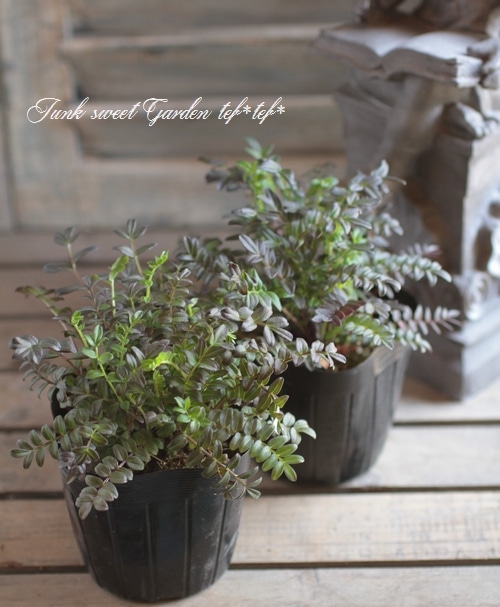 ポレモニウム 『パープルレインストレイン』 | すべての商品 | | Junk