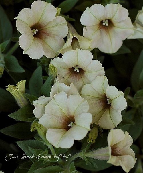 <i>Petunia x hybrida</i><BR><BR>īҥޥ󡦥ڥ˥<BR>إѥ