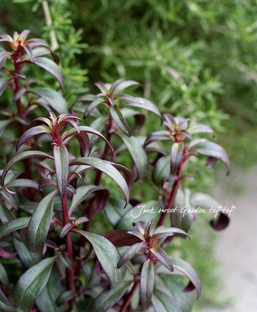 <i>Antirrhinum majus nanum<BR>'Bronze doragon'</i><BR><BR>���ե��󥮥祽��<BR>�إ֥�å��ץ�󥹡�<BR>�������磻���åɿ�